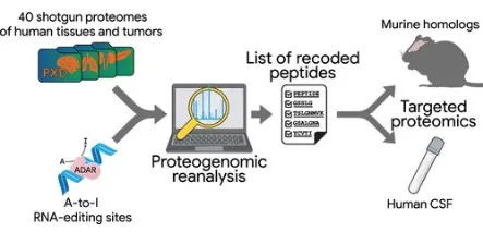 Re-analysis of public proteomics datasets for ADAR-mediated RNA editing events